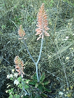 Aloe