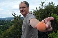 Wild Apricot