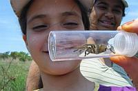 Baboon Spider