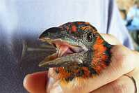 Blackcollared Barbet not pleased