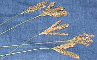Blackseed Grass