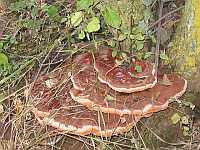Bracket fungus