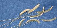 Caterpillar grass