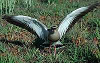 Crowned Plover