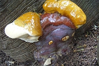 Strange Fungus