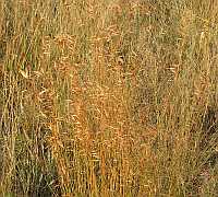 Boat Grass