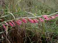 Hypoxis