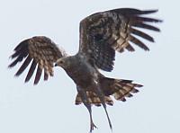 Harrier Hawk