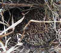 Reluctant Hedgehog