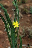 Hypoxis