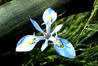 Morea Stricta
