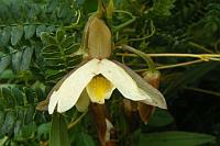 Eulophia Ovalis
