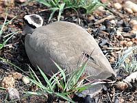 Plover Flower Walk