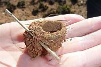 Potter Wasp