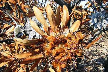 Protea seed-head