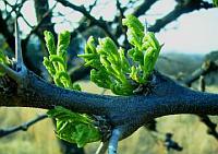 Robusta Buds