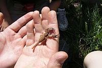 Scorpion
