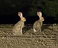 Scrub Hare