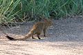 Slender Mongoose