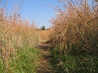 Dense Thatching Grass