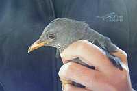 Dignified Thrush