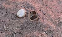 Trap-door spider