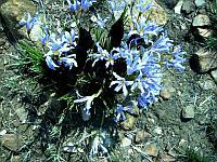 Plover Flower Walk